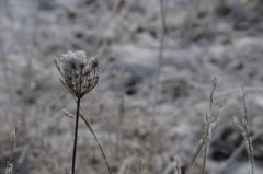 DSC_2227r.jpg