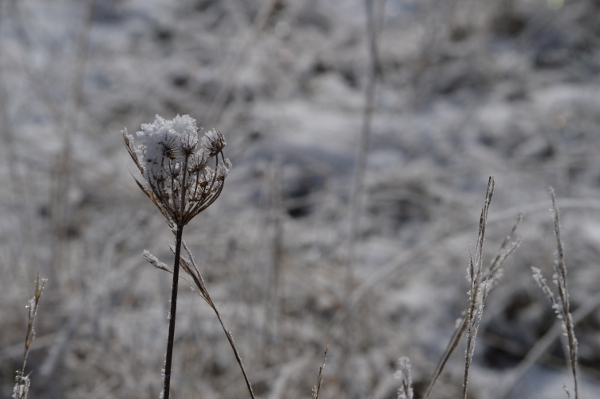 DSC_2227r.jpg